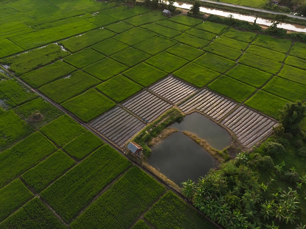 Small plant or crop plantation