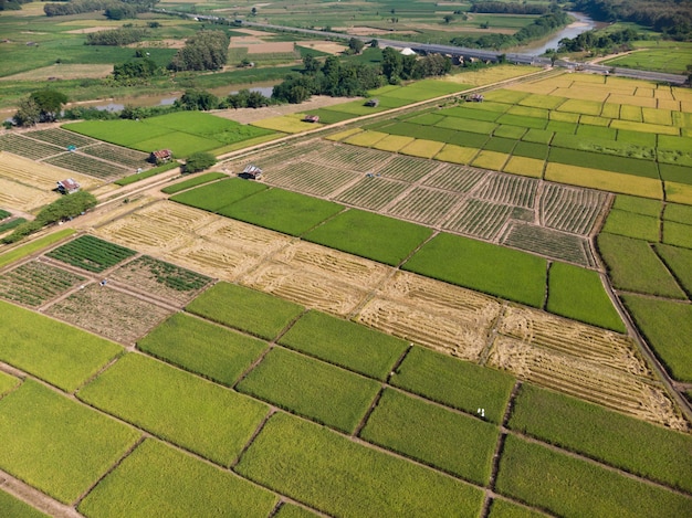 Small plant or crop plantation