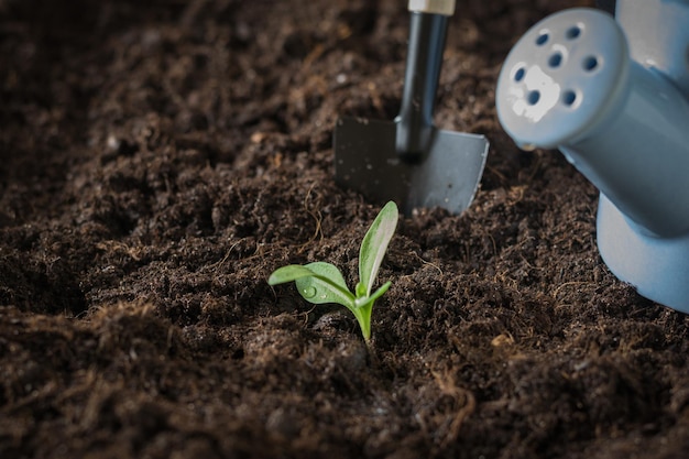 A small plant in drops of water a watering can and a shovel