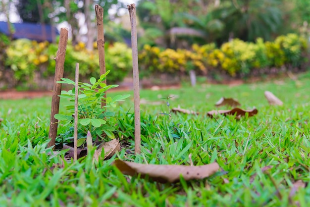 Photo small plant in garden or park.