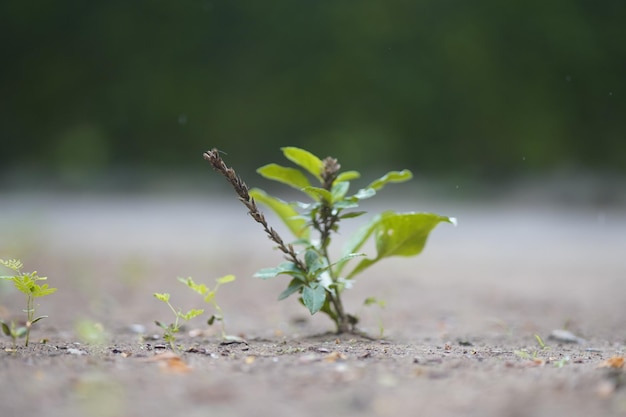 small plant on the ground with bokeh background
