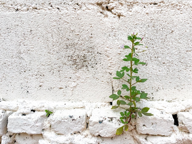 Small plant growing in the crack wall