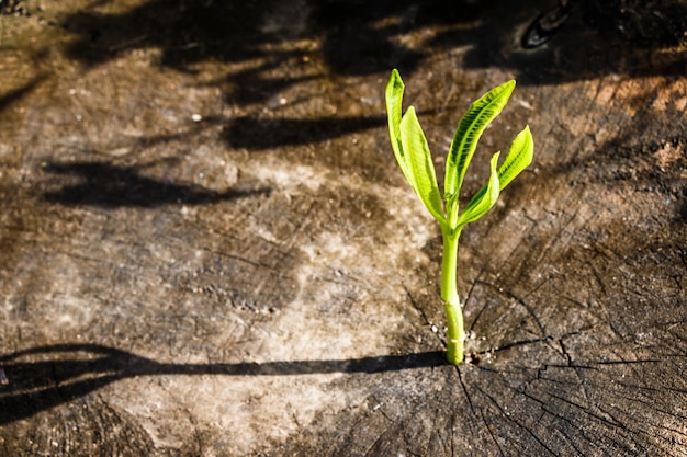 死んだ木の上に生える小さな植物