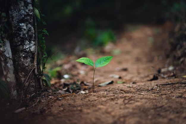 Small plant growing on field