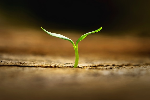 写真 朝の光で育つ小さな植物