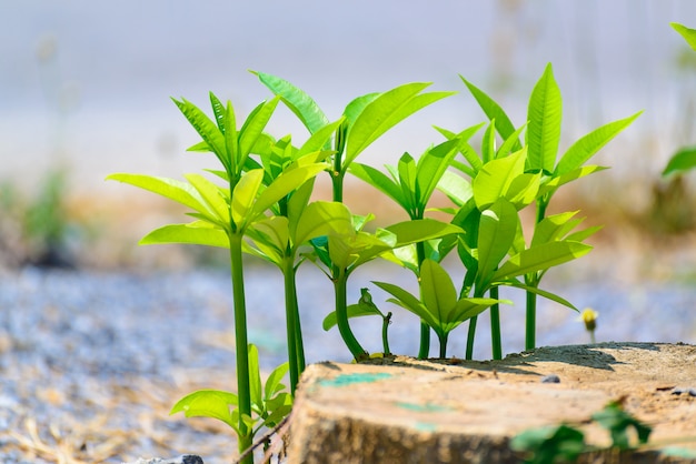 天然石の地面に生えている小さな植物