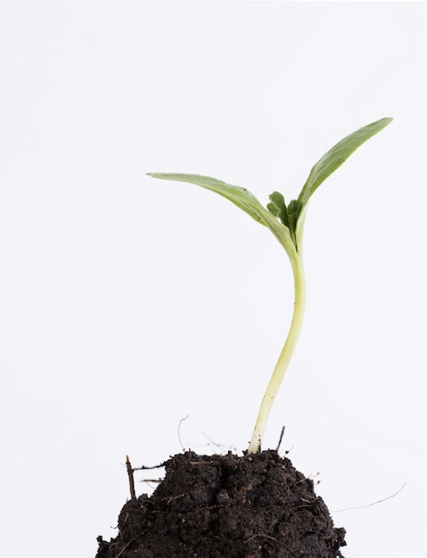 Small plant growing out of soil isolated on white background,agriculture