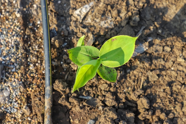 インドの農場の小さな植物