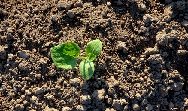 Photo a small plant is growing in a soil with soil and dirt