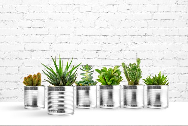 Small plant in pot succulents or cactus on white in front grunge  concrete background