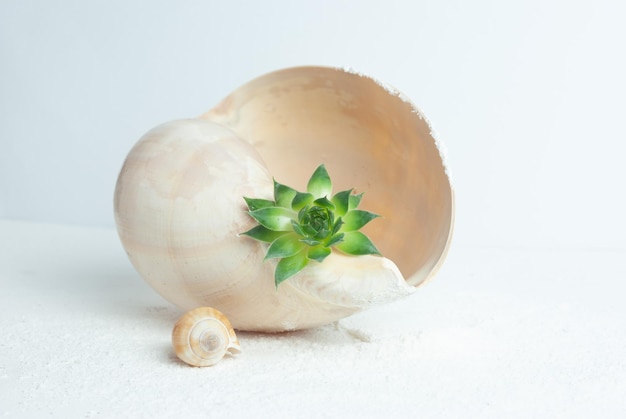 A small plant sits in a wooden bowl with a small plant inside.