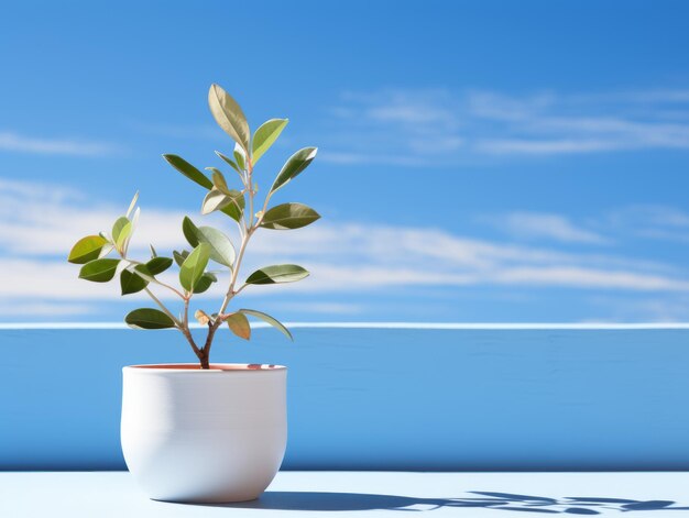 A small plant in a white pot on a blue background