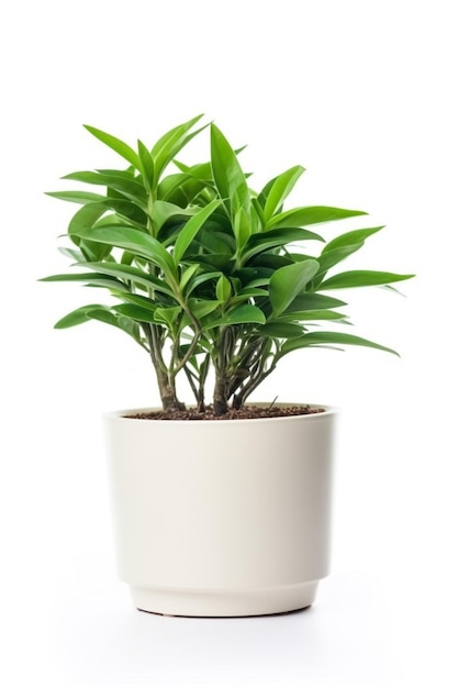 A small plant in a white pot on a white background