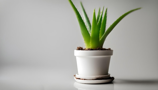 a small plant in a white pot