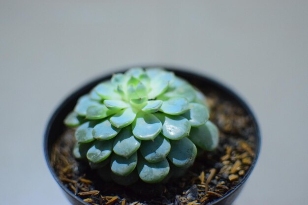 黒い鉢に緑の葉が入った小さな植物