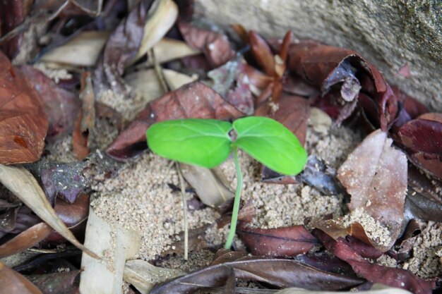 Foto una piccola pianta con una foglia verde in mezzo al terreno