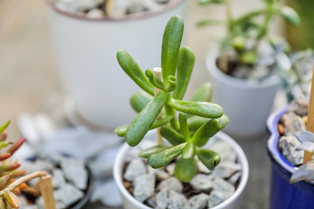 隣に白い容器がある白い鉢に緑の葉が付いた小さな植物。