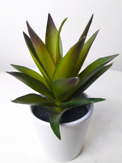 A small plant with green leaves and purple tips is sitting in a white pot.