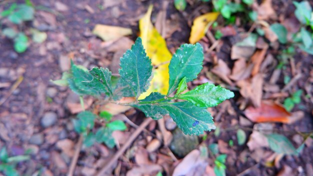 Photo a small plant with green leaves and yellow leaves is shown in the garden.