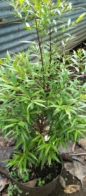 대나무라는 단어가 있는 작은 줄기와 잎이 있는 작은 식물.