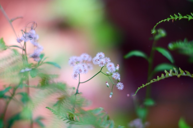 A small plant with tiny white flowers