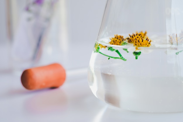 Small plants in test tube for biotechnology medicine research.