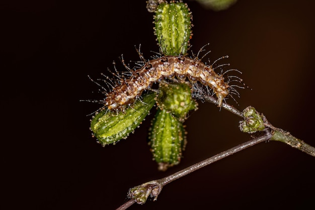 Piccolo bruco di falena pennacchio