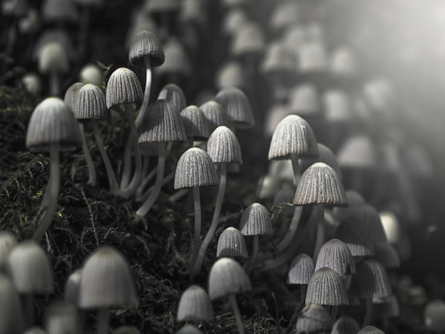 Small poisonous mushrooms toadstool on dark background