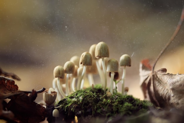 작은 독성 버섯, 버섯 그룹, psilocybin