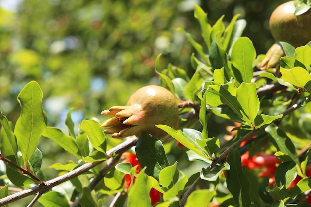 small pomegranate unripe fruit background