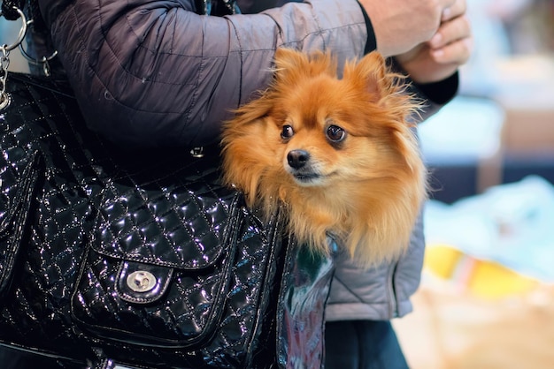 Un piccolo cane pomerania in una borsa da viaggio cuccia per cani in miniatura