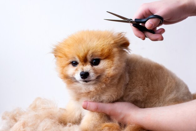 A small Pomeranian sits and waits for his haircut hands hold scissors over the dog and cut it.