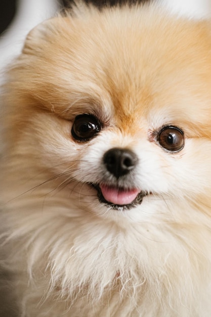 Small Pomeranian Spitz