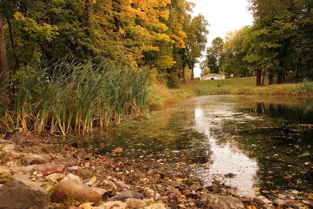 Небольшой пруд в городском парке Усадьба Белкино в Обнинске