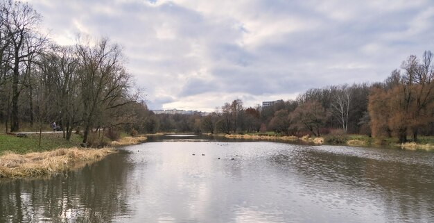 small pond in a city park with wild ducks