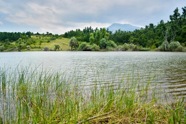 Foto piccolo stagno pieno di pesci