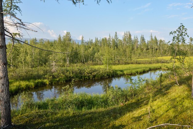 Small pond in the taiga