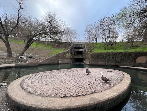 Small pond with ducks in the buffalo park in Houston Texas United States of America