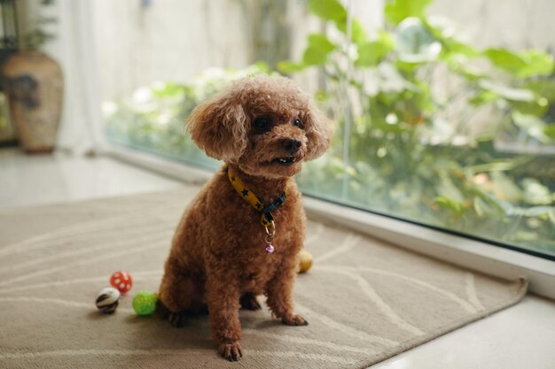 Photo small poodle dog