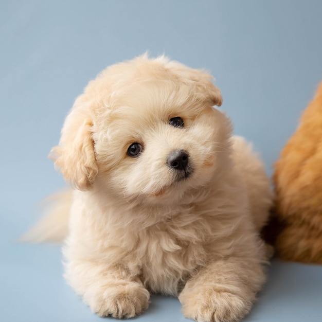 A small poodle puppy is lying on a blue background with its head tilted to the side