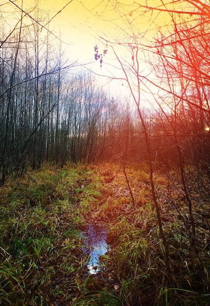 Small pool in auutmn forest during sunset landscape background