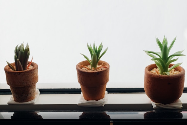 Small pot of Haworthia on the edge of windows.