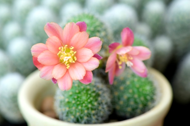 Small pot of Rebutia hoffmannii.