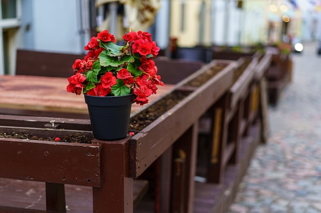 Small pot with red flowers next to wooden benches on cobbled street.