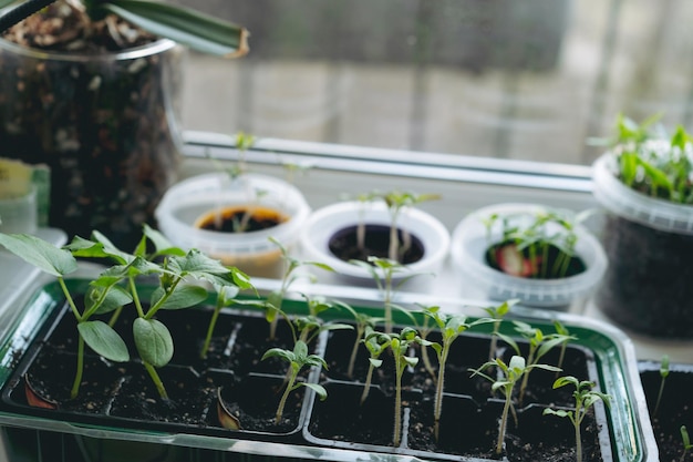 窓枠で栽培するトマトとコショウのプラグが付いた小さなポット家庭園芸のコンセプト