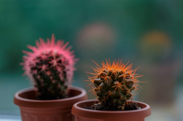 small potted cactus stands on the windowsill by the window