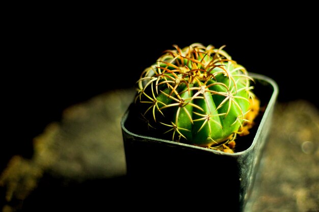 Piccolo cactus in vaso sul tavolo