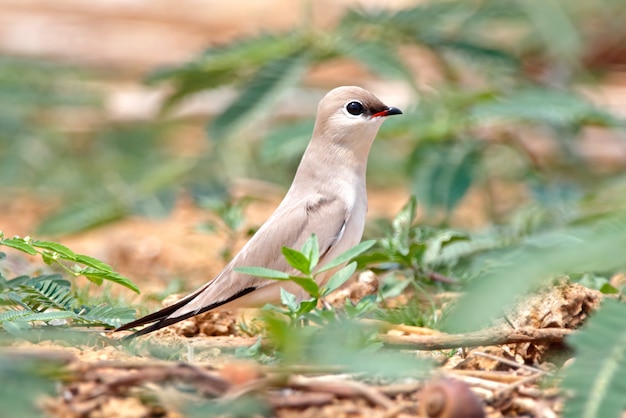 Photo small pratincole glareola lactea beautiful birds of thailand