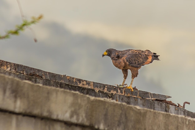 A small predatory hawk sits on an old wall and looks out