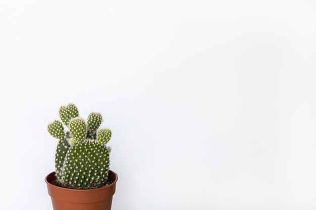 Photo small prickly pear cactus in brown pot in white background copy space front view